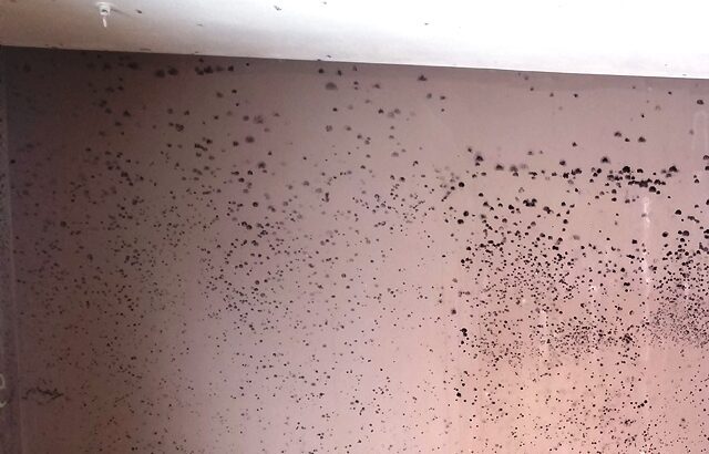 black mold remediation and removal in wisconsin by ccs property services