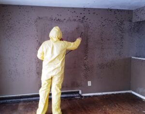 Green Bay mold removal and remediation company CCS Property Services LLC
