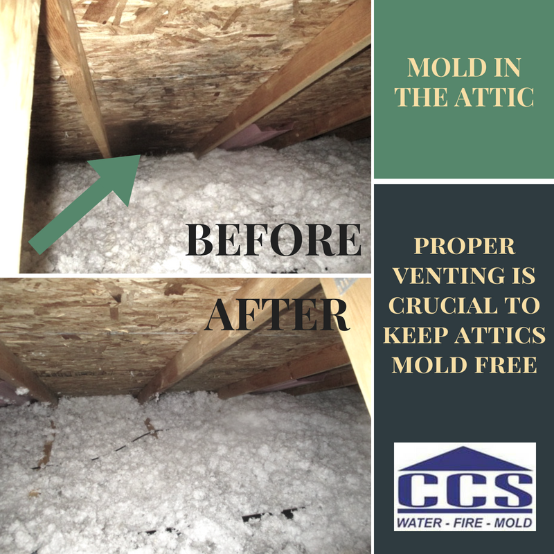 mole-removal-in-the-attic-wisconsin-mold-experts-ccs-property-services