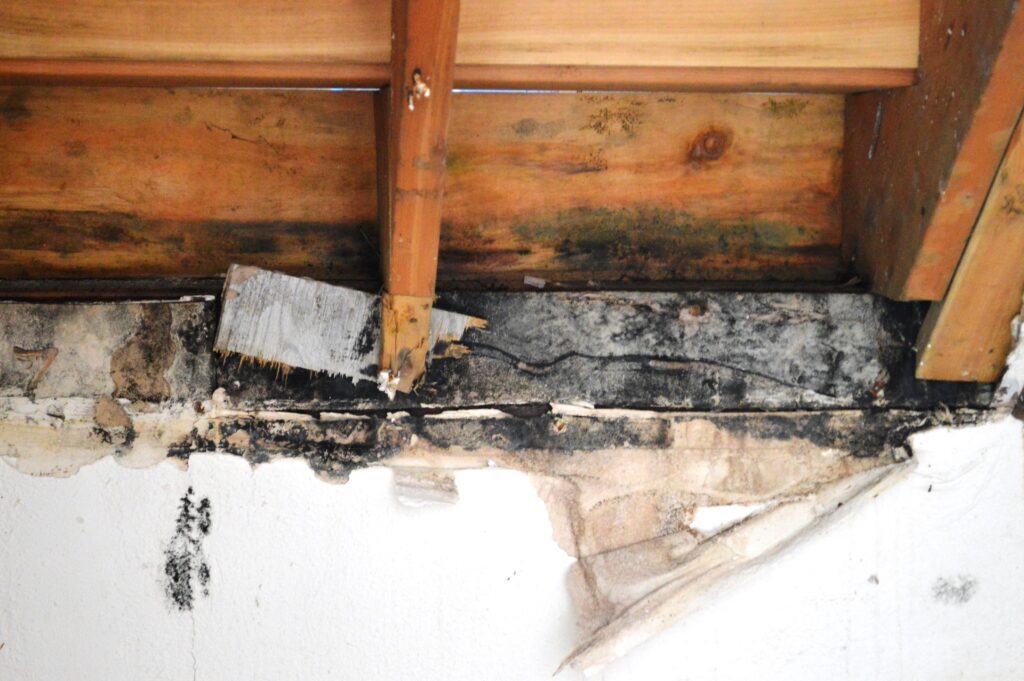 When should you get a Professional Mold Inspection?