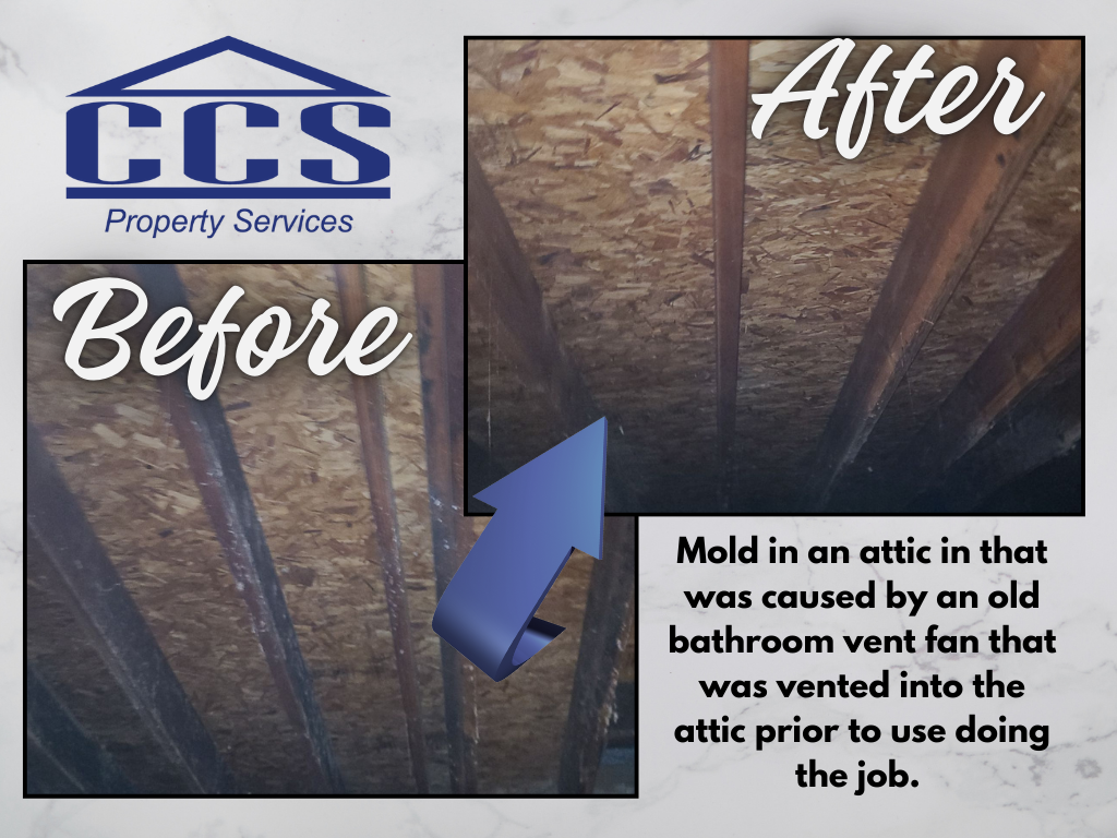 Mold remediation project in an attic caused by an old bathroom fan vented into the attic.